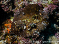 Echinomorpha nishihirai (Wallis)