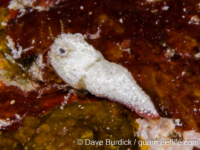 crangonid? sp. A